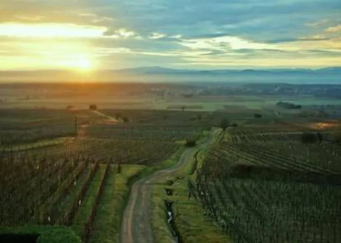 Restaurant Au Riesling Hotel Zellenberg